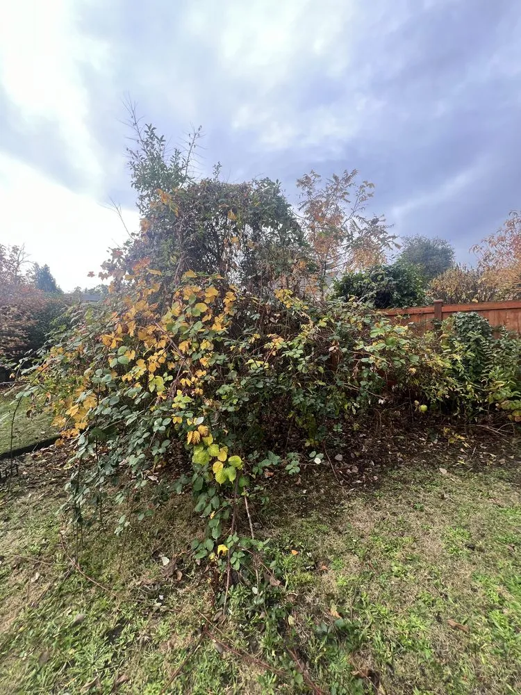 Reliable yard maintenance experts serving Renton, WA - Shadow Lawn Care Services