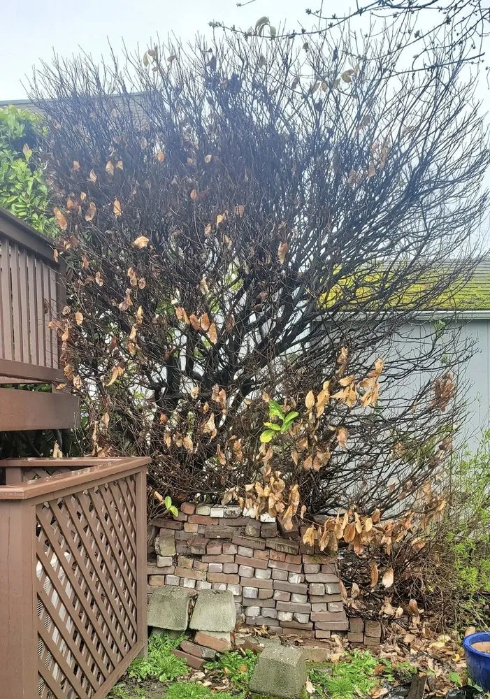 Custom landscape design in Renton, WA - Shadow Lawn Care Services