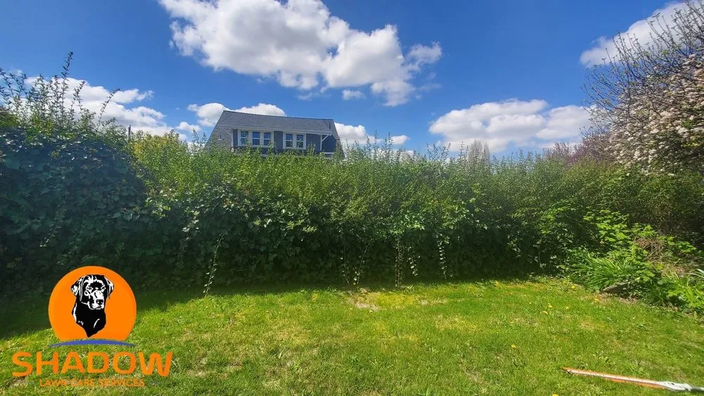 Professional yard maintenance for year-round maintenance in Renton, WA by Shadow Lawn Care Services
