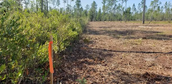 ShadowCat Services Logo