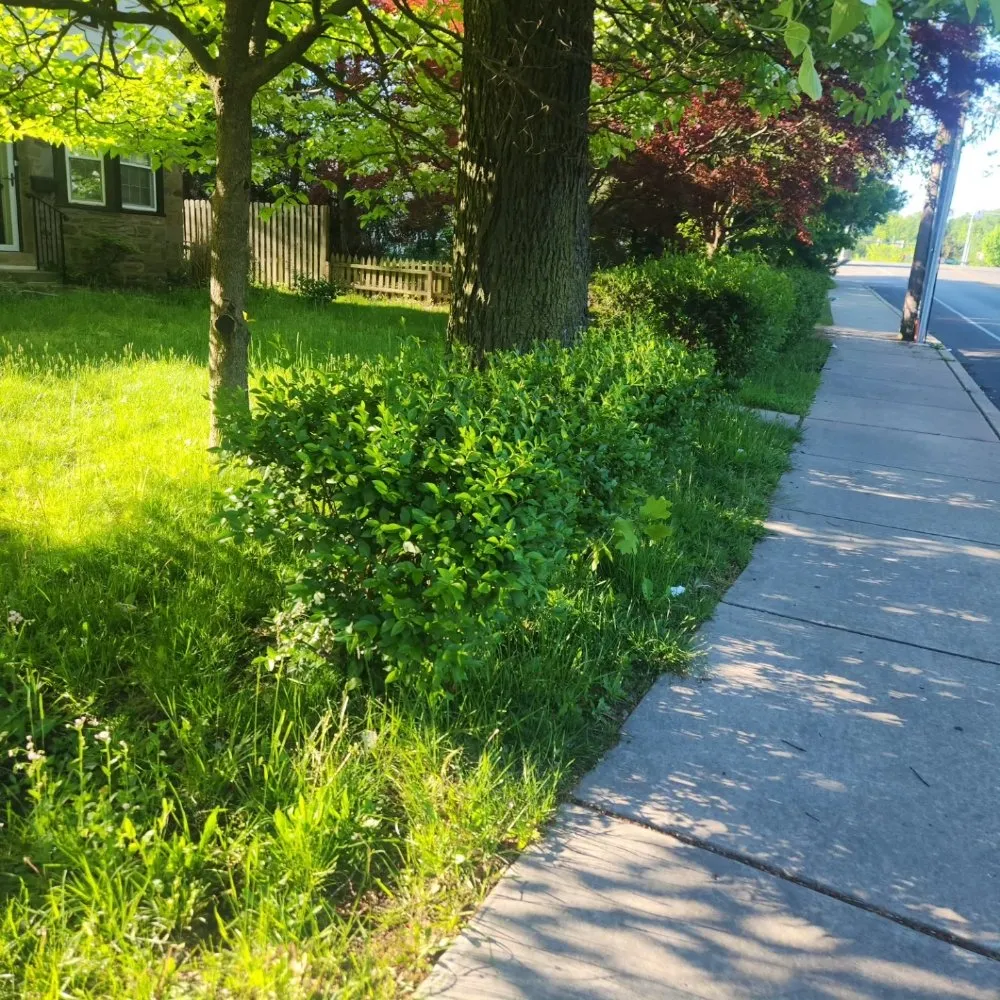 Custom yard maintenance experts serving Upper Darby, PA - SHAD'S A1 LAWN CARE SERVICES