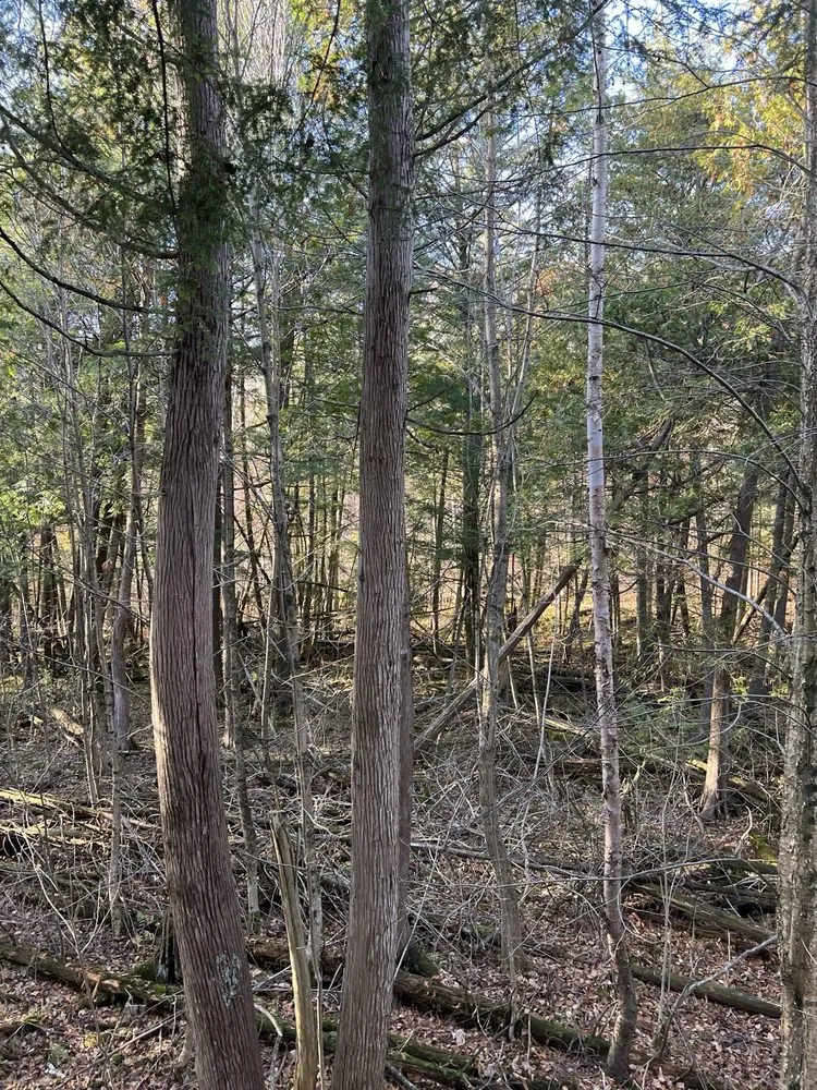 Reliable outdoor landscaping for residential properties in Fraser, MI by Shady Lane Landscaping