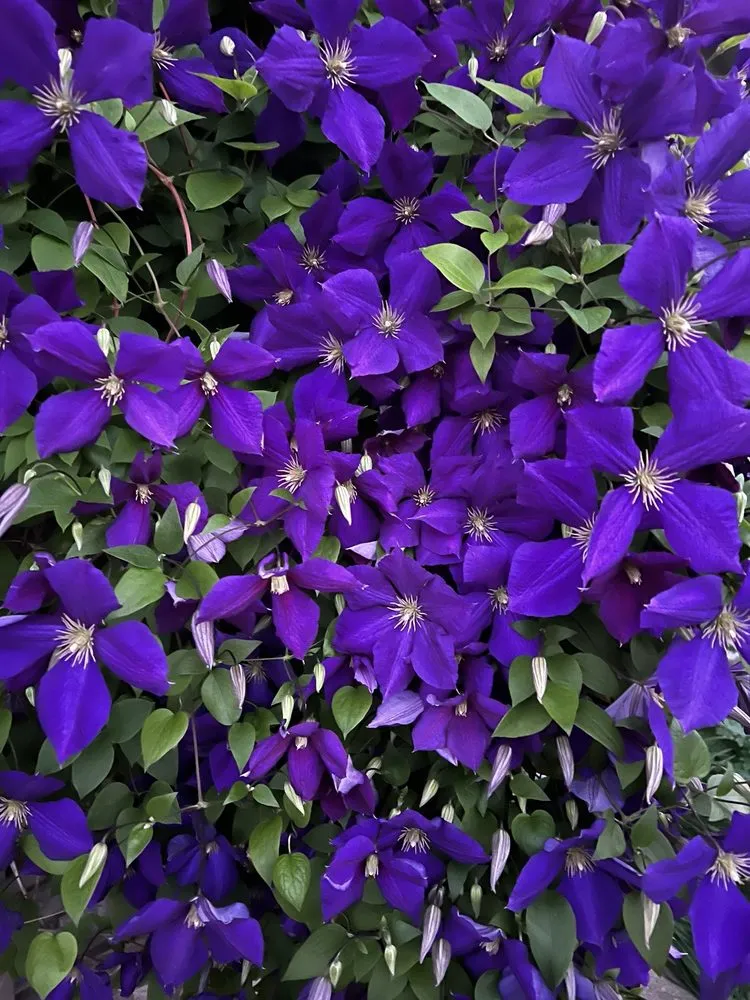 Custom landscape design for homes in Fraser, MI by Shady Lane Landscaping