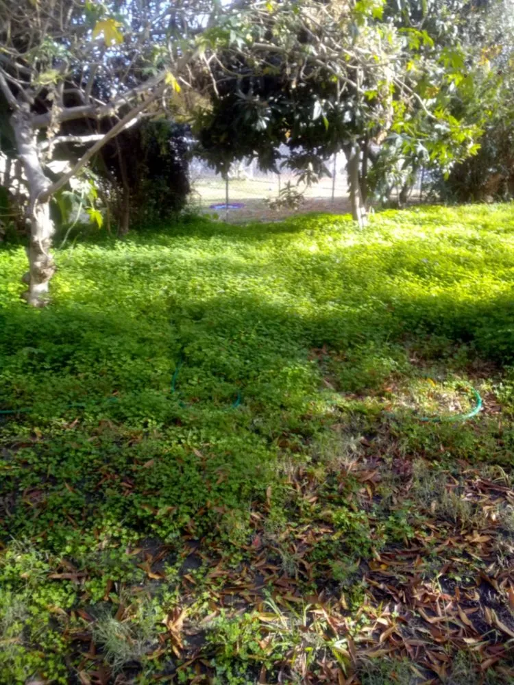 Reliable lawn mowing service in Stockton, CA - Shady Lawn Landscaping