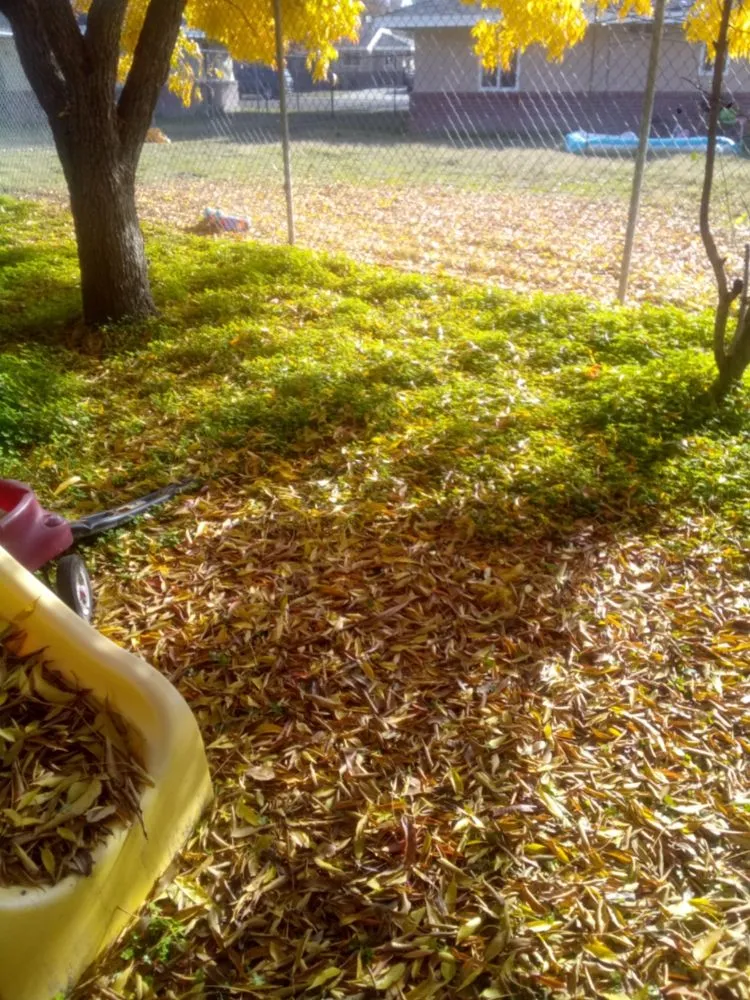 Professional residential landscaping for year-round maintenance in Stockton, CA by Shady Lawn Landscaping