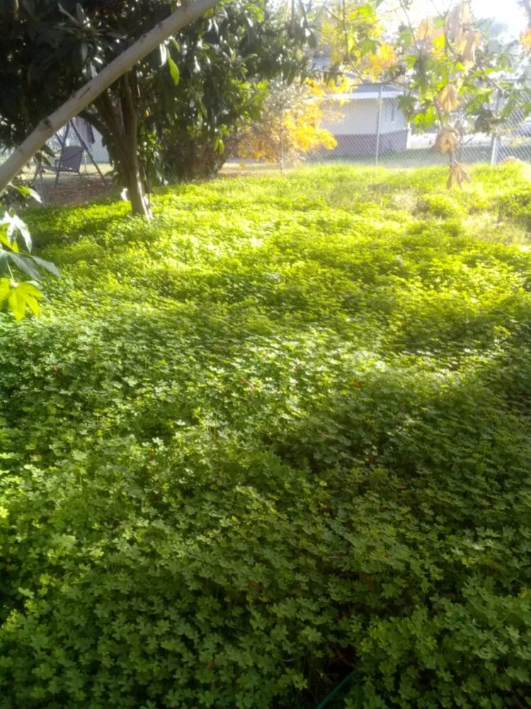 Trusted yard maintenance in Stockton, CA - Shady Lawn Landscaping