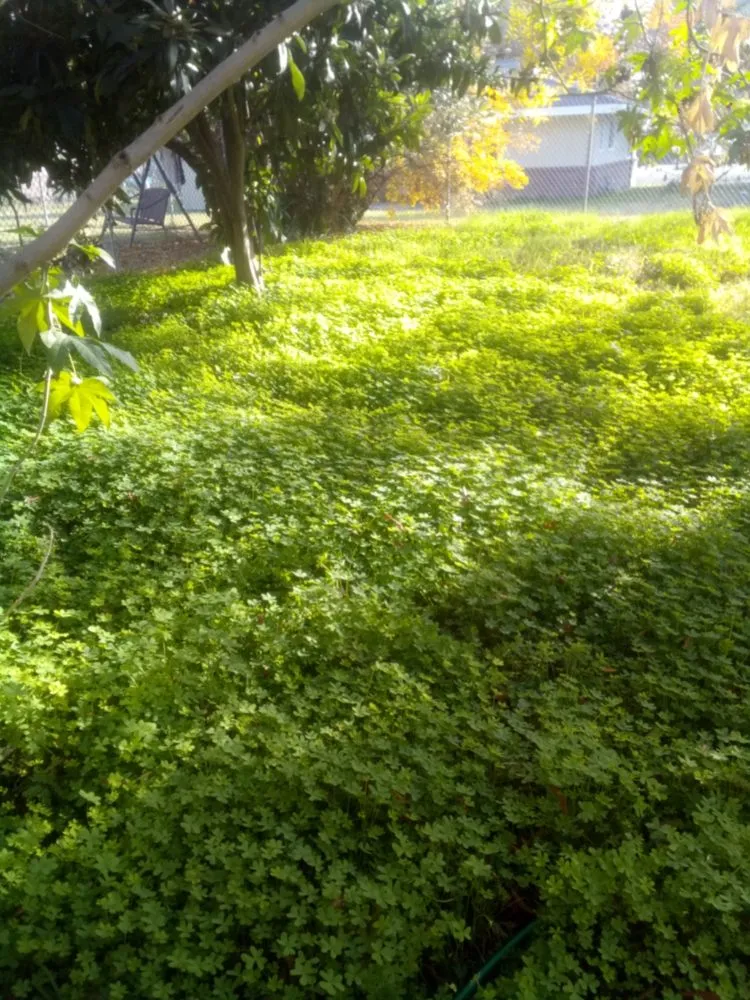 Expert lawn care service experts serving Stockton, CA - Shady Lawn Landscaping