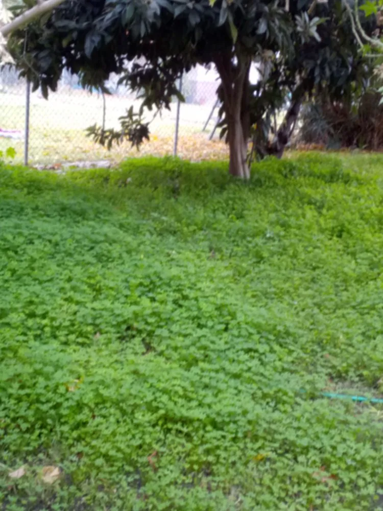 Affordable residential landscaping for homes across Stockton, CA - Shady Lawn Landscaping