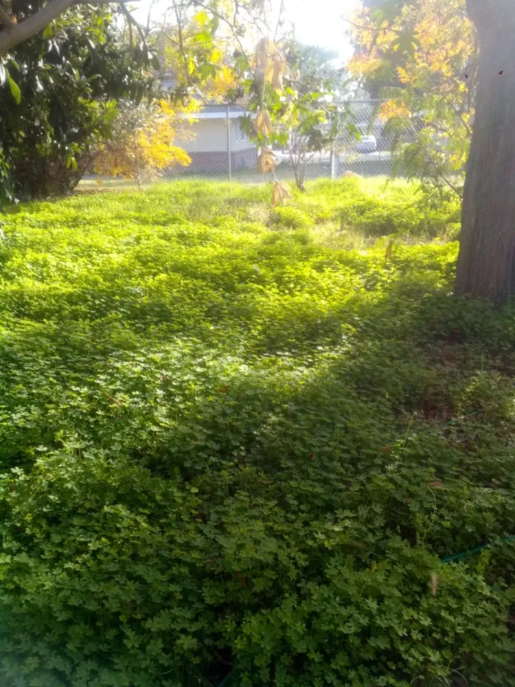 Expert lawn mowing service for homes in Stockton, CA by Shady Lawn Landscaping