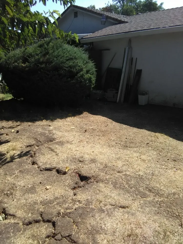 Trusted lawn care service experts serving Stockton, CA - Shady Lawn Landscaping