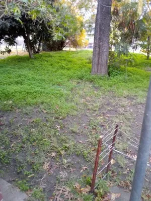 Shady Lawn Landscaping Logo