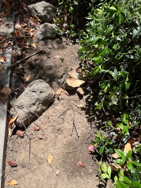 Expert yard cleanup service in Modesto, CA by Shady Tree Landscaping