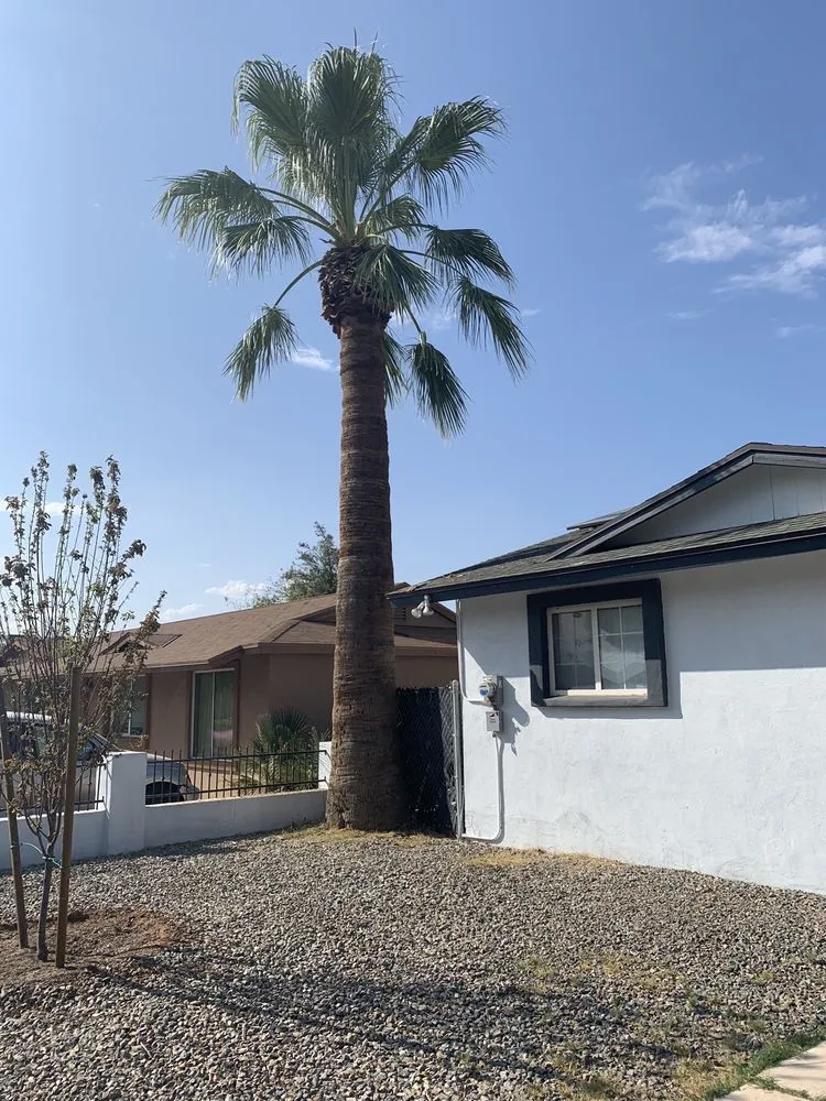 Top-rated landscape installation in Mesa, AZ - Shady Tree Services and Landscaping