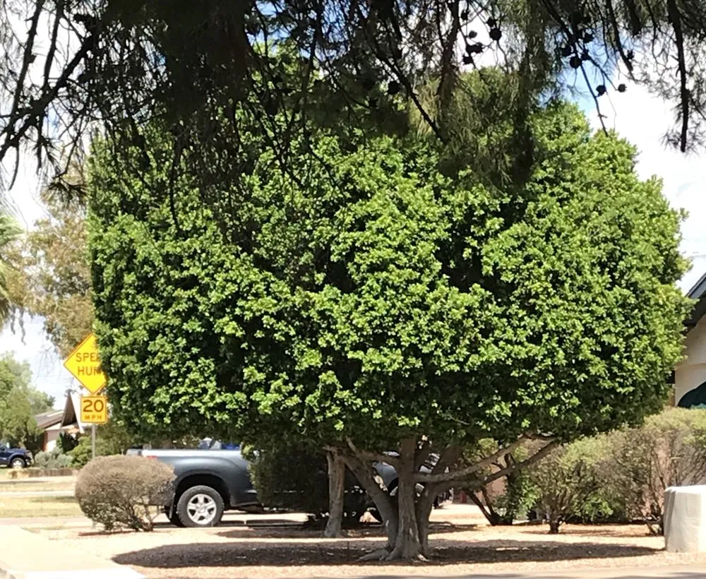 Expert landscaping services for residential properties in Mesa, AZ by Shady Tree Services and Landscaping