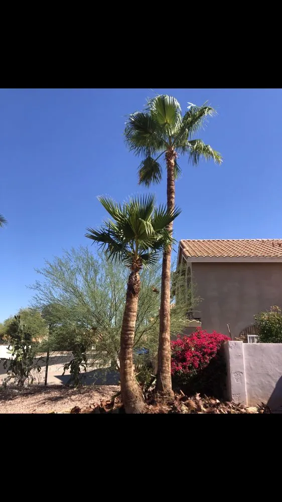 Custom landscaping services in Mesa, AZ - Shady Tree Services and Landscaping