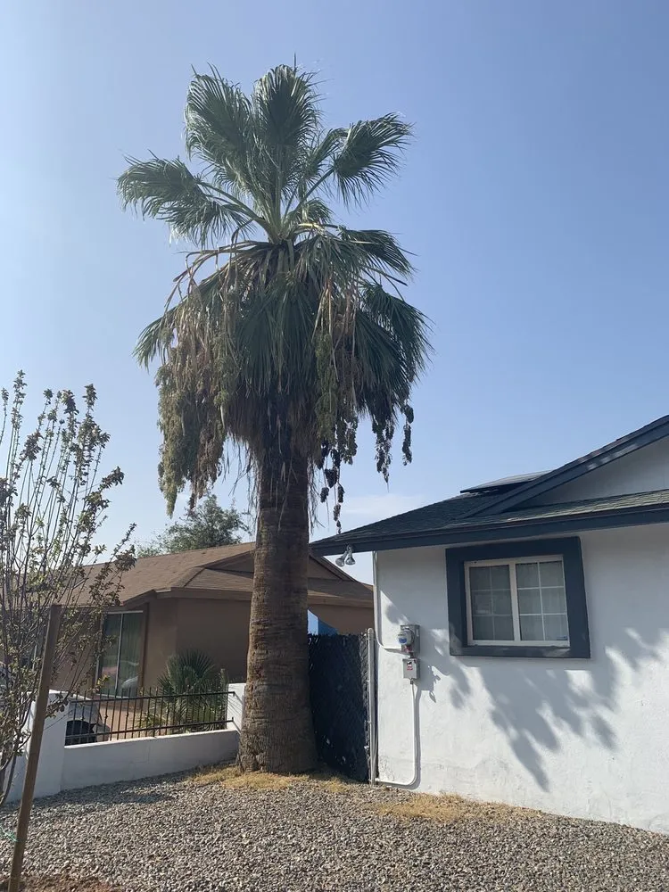 Professional residential landscaping in Mesa, AZ by Shady Tree Services and Landscaping