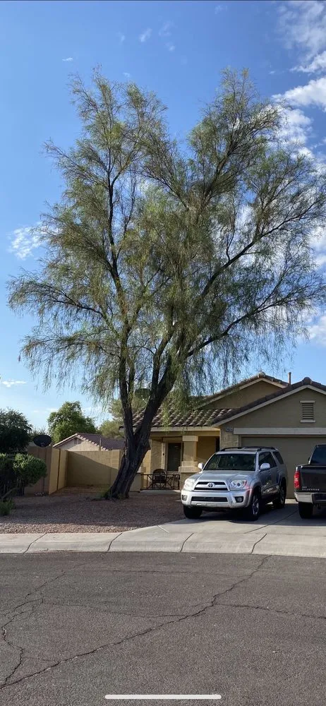 Local yard cleanup service experts serving Mesa, AZ - Shady Tree Services and Landscaping