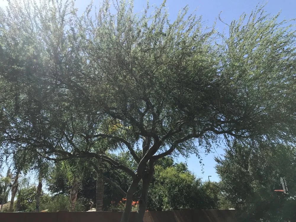 Custom residential landscaping near you in Mesa, AZ by Shady Tree Services and Landscaping