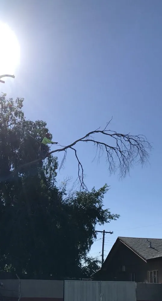 Custom yard maintenance in Mesa, AZ - Shady Tree Services and Landscaping