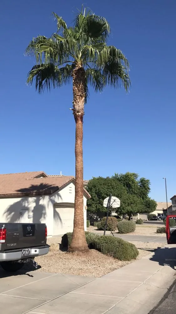 Expert lawn mowing service for outdoor upgrades across Mesa, AZ - Shady Tree Services and Landscaping