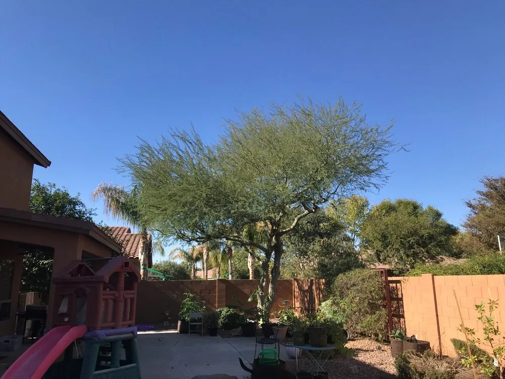 Custom yard cleanup service for homes in Mesa, AZ by Shady Tree Services and Landscaping