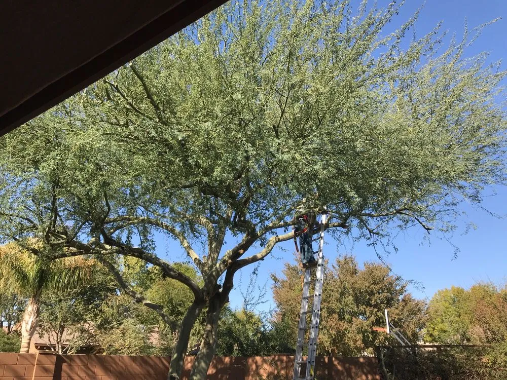 Affordable landscaping services in Mesa, AZ - Shady Tree Services and Landscaping