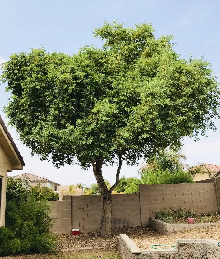 Reliable residential landscaping experts serving Mesa, AZ - Shady Tree Services and Landscaping