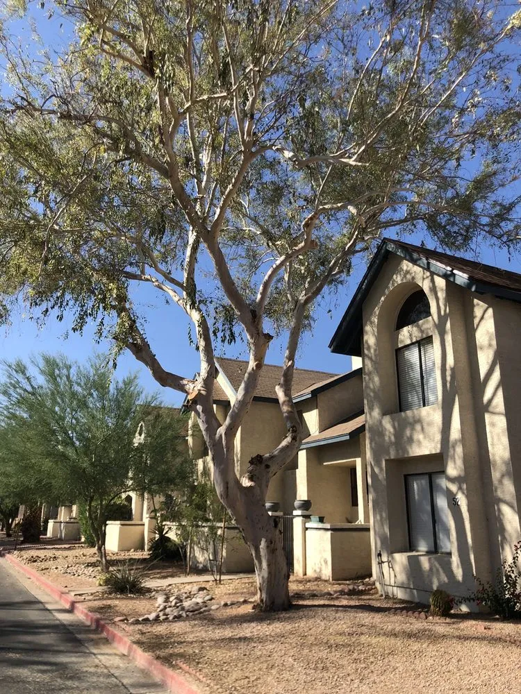 Professional landscape installation experts serving Mesa, AZ - Shady Tree Services and Landscaping