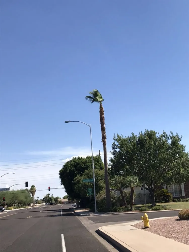 Expert landscape installation experts serving Mesa, AZ - Shady Tree Services and Landscaping