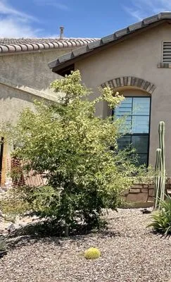 Shady Tree Services and Landscaping Logo