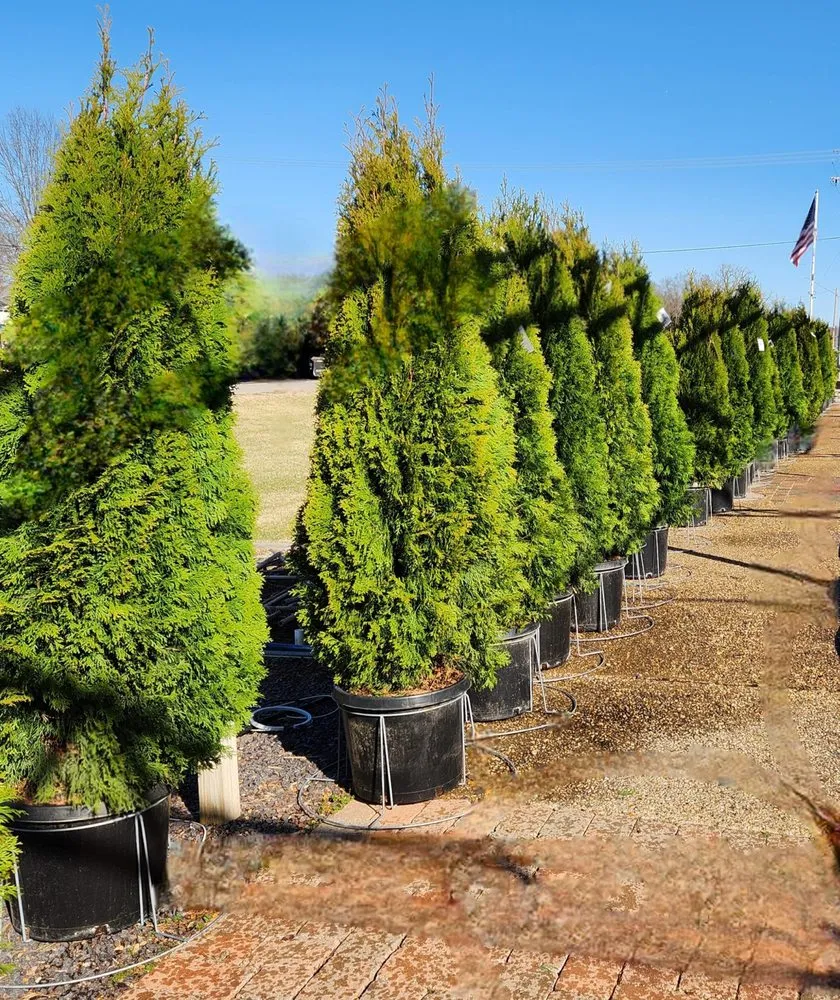 Professional yard cleanup service for year-round maintenance across Columbia, IL - Shadycreek Nursery & Garden