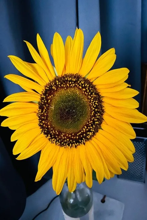 Expert yard maintenance in Columbia, IL - Shadycreek Nursery & Garden