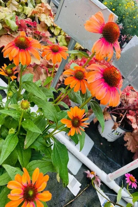 Local landscaping services for year-round maintenance in Columbia, IL by Shadycreek Nursery & Garden