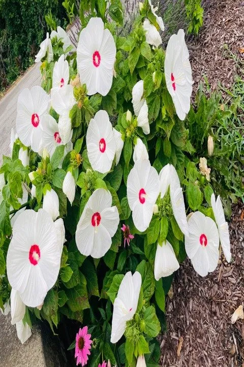 Reliable landscape installation in Columbia, IL - Shadycreek Nursery & Garden