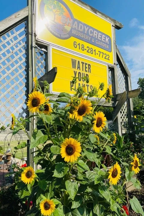 Trusted residential landscaping near you in Columbia, IL by Shadycreek Nursery & Garden