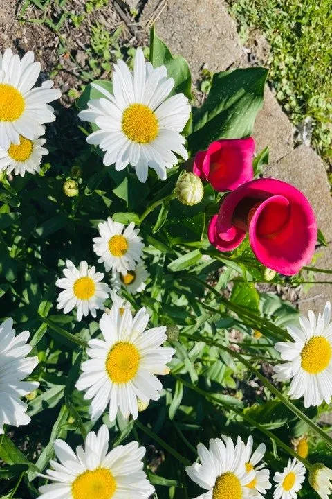 Local garden landscaping in Columbia, IL by Shadycreek Nursery & Garden