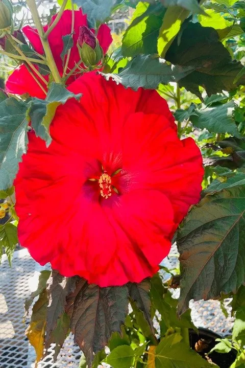 Affordable landscaping services with custom design in Columbia, IL by Shadycreek Nursery & Garden