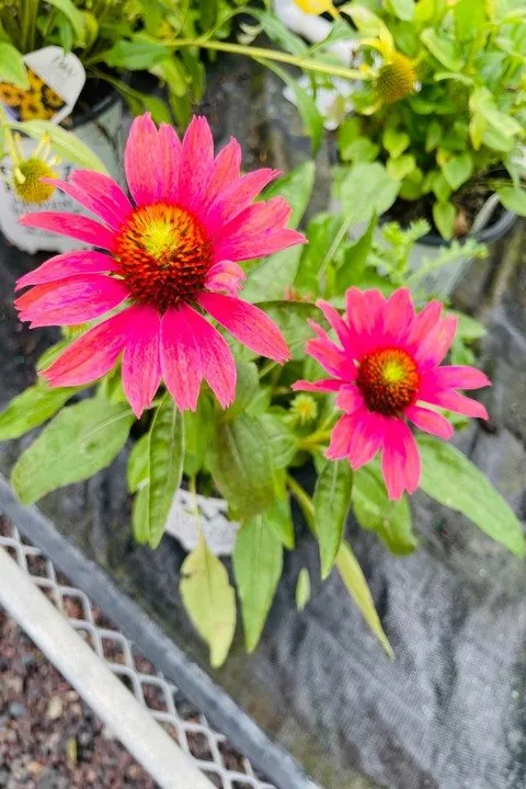 Expert yard cleanup service in Columbia, IL - Shadycreek Nursery & Garden