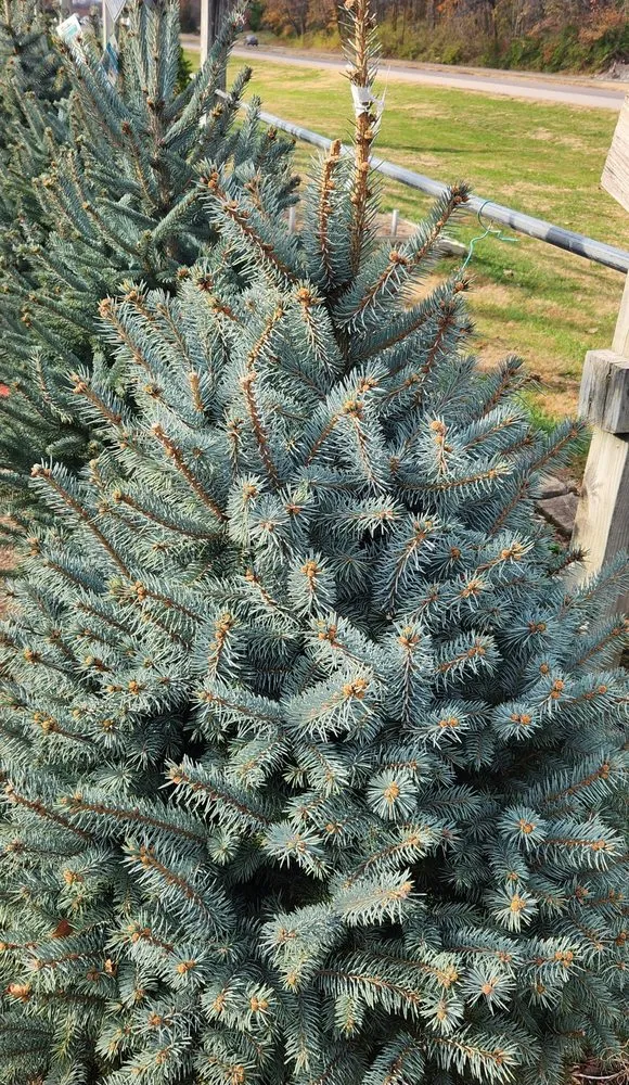 Reliable landscaping services for outdoor upgrades in Columbia, IL by Shadycreek Nursery & Garden