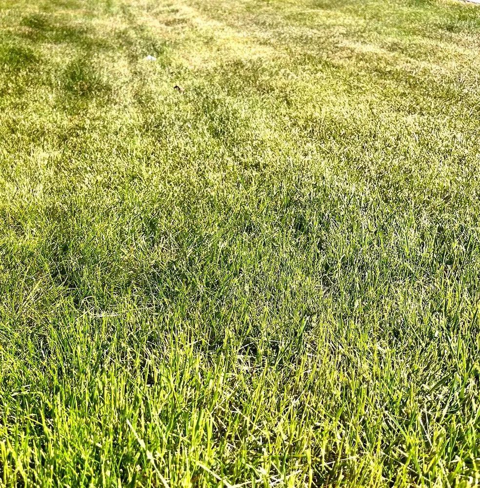 Professional landscaping services with custom design across Pittsburgh, PA - Shadyside Lawn Services