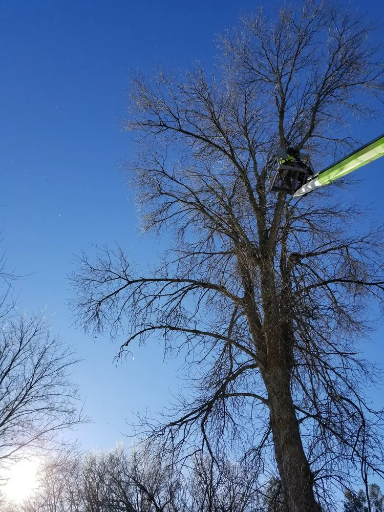 Local outdoor landscaping experts serving Hopkins, MN - Shadywood Tree Experts