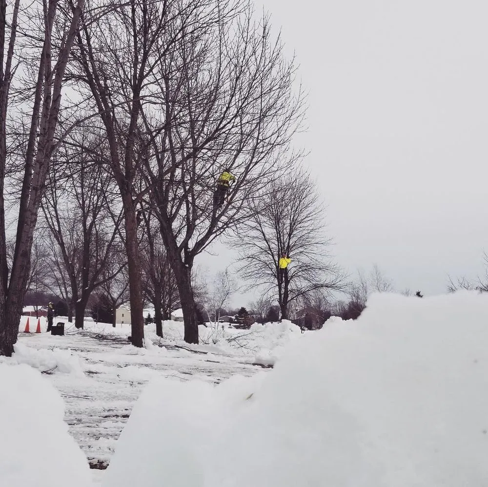 Professional lawn mowing service experts serving Hopkins, MN - Shadywood Tree Experts