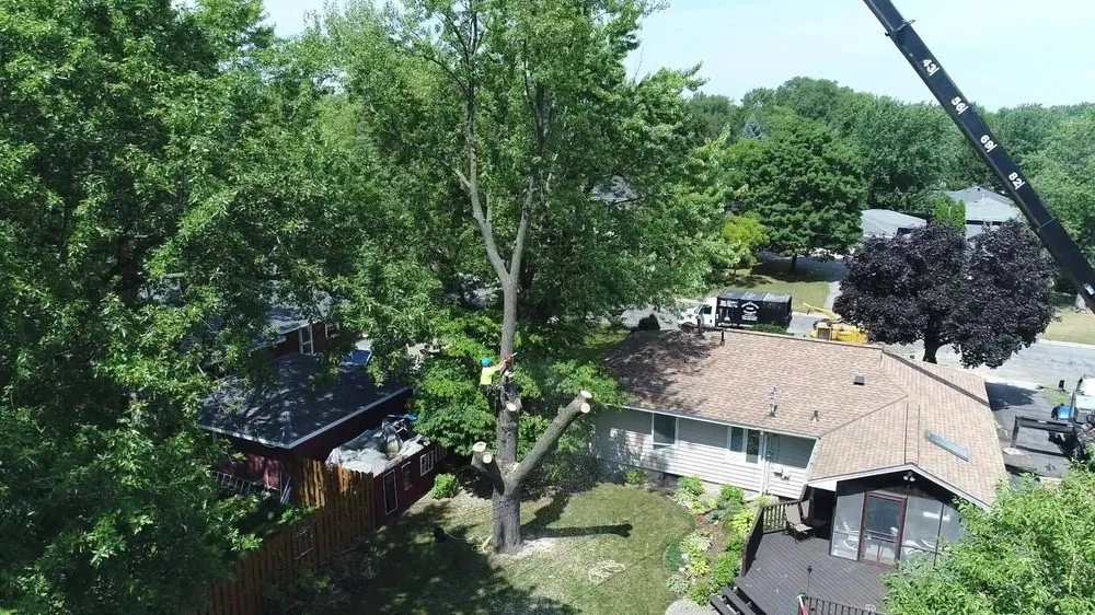 Reliable lawn mowing service experts serving Hopkins, MN - Shadywood Tree Experts