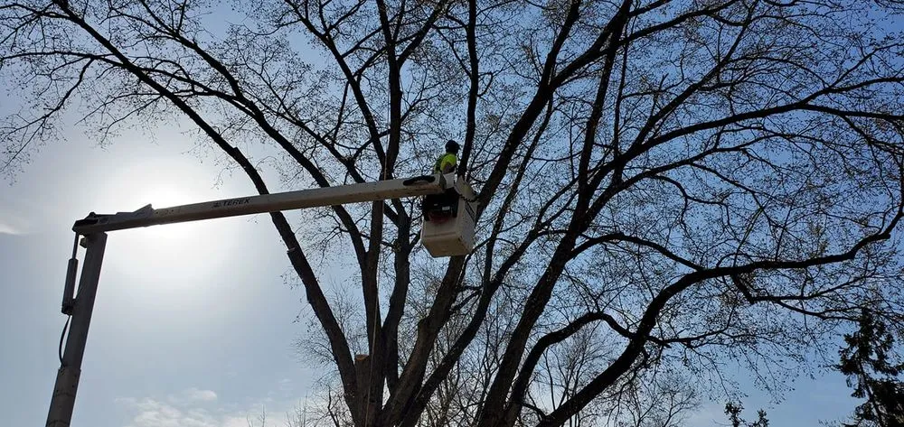 Local lawn care service near you in Hopkins, MN by Shadywood Tree Experts