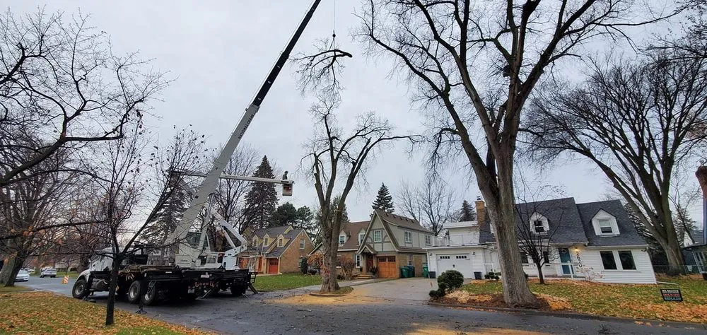 Expert lawn care service in Hopkins, MN - Shadywood Tree Experts