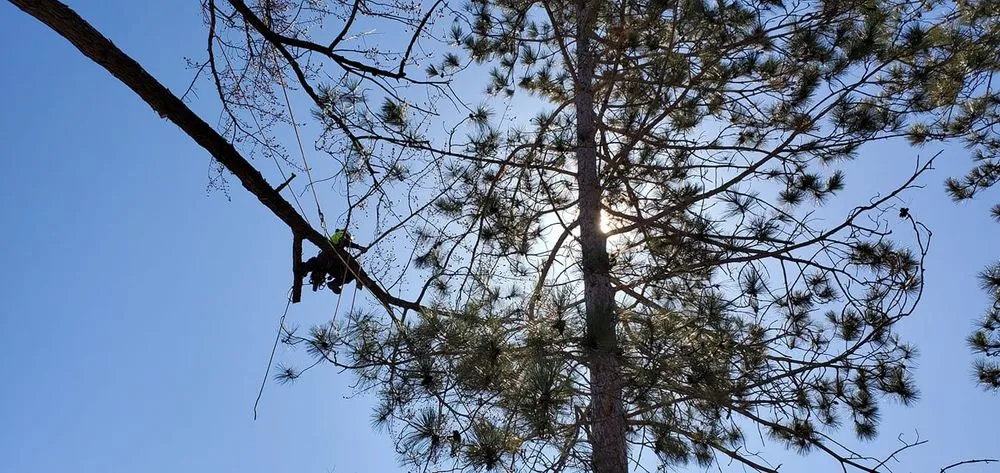 Top-rated lawn mowing service experts serving Hopkins, MN - Shadywood Tree Experts