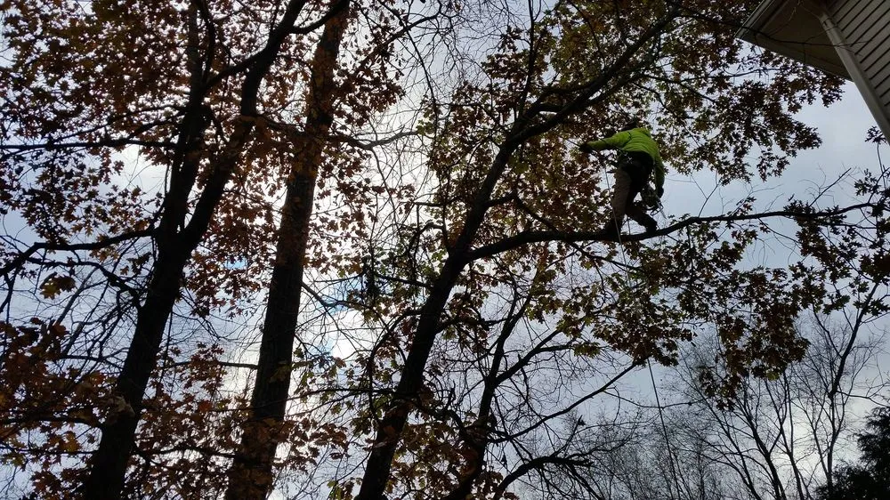 Affordable yard cleanup service for homes in Hopkins, MN by Shadywood Tree Experts