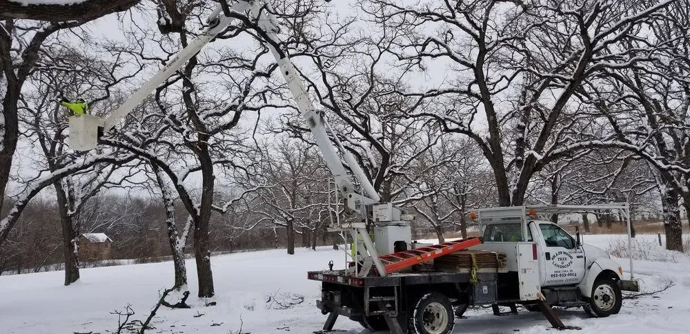 Affordable yard maintenance in Hopkins, MN by Shadywood Tree Experts