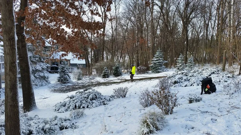 Trusted lawn mowing service in Hopkins, MN by Shadywood Tree Experts