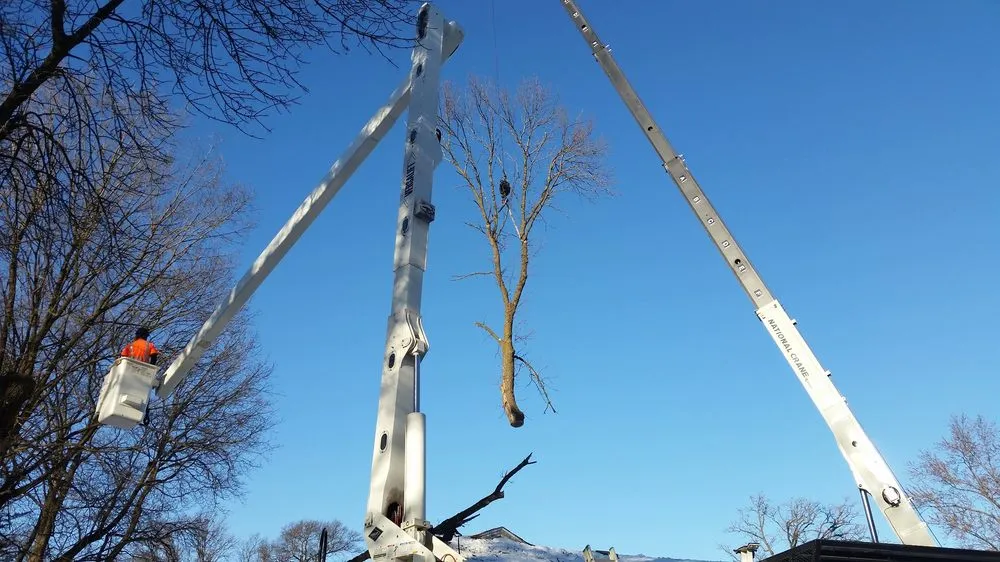 Expert lawn mowing service in Hopkins, MN - Shadywood Tree Experts